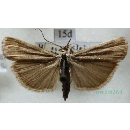 Hypochalcia ahenella (Denis & Schiffermüller, 1775) Mieszek bronzaczek Czech15d